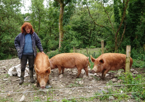 Tamworth gilts for sale Wales